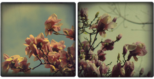 Buy Prints